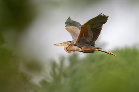 Fly-by van een purperreiger