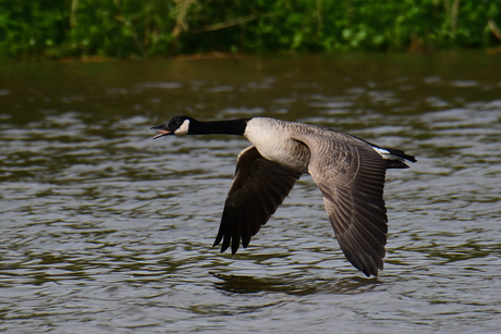 grote Canadese gans