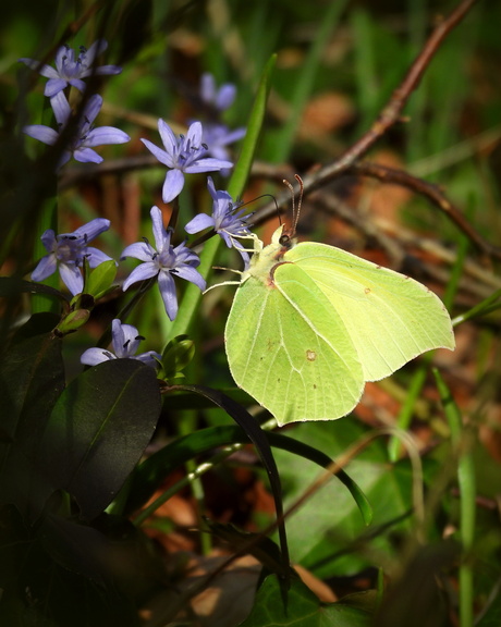 Langstlevende vlinder