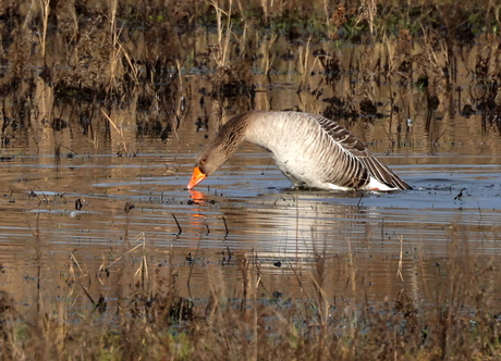 grauwe gans