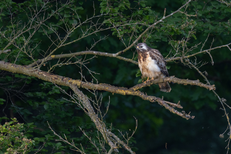 Buizerd