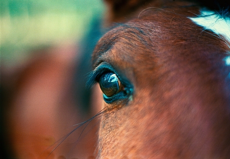 Horse's Eye