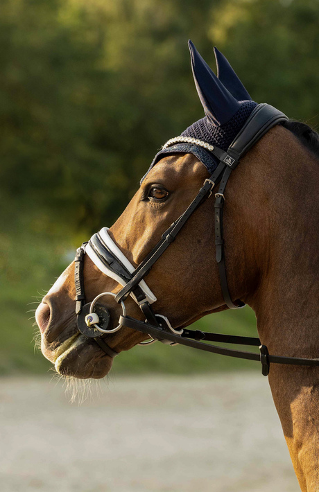 Paard in de zon