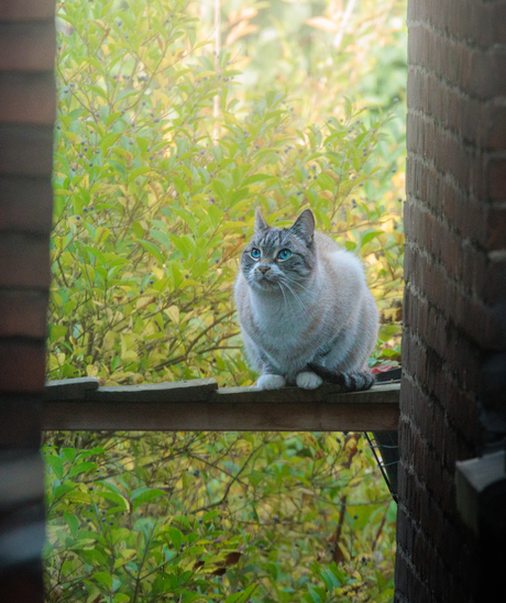 Op een plankje tussen balkons lekker loeren