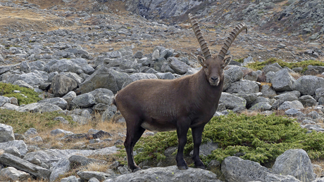 de  stoere Alpensteenbok  pozeerd  voor  me