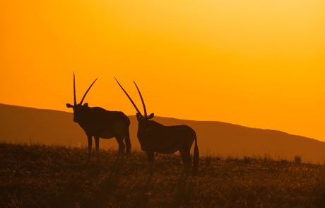 Nationaal dier Namibië: Oryx