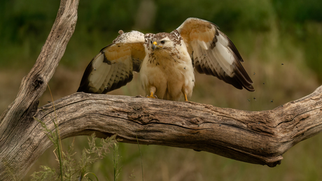 Blonde Buizerd