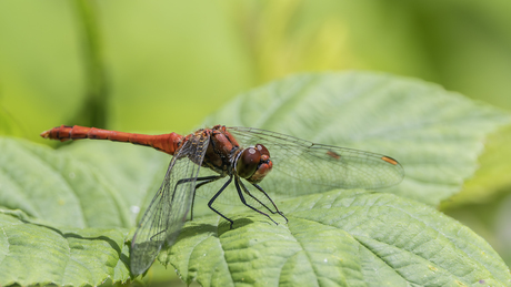 bloedrode heidelibel