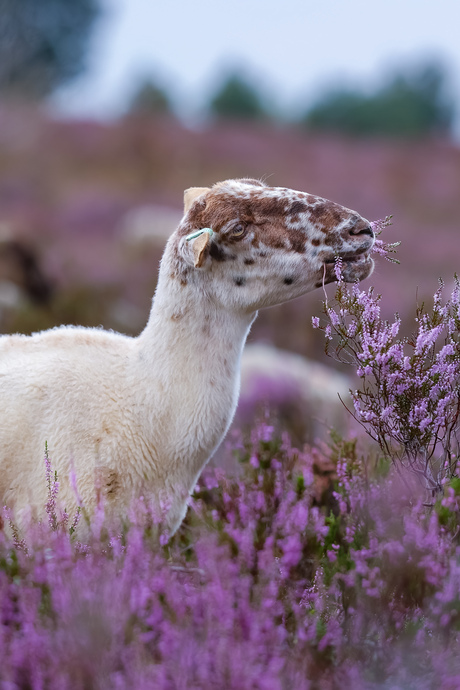 Schapenkudde op de Sallandse Heuvelrug tussen de paarse heide 