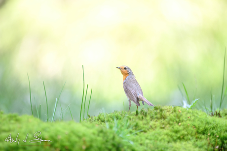 roodborst