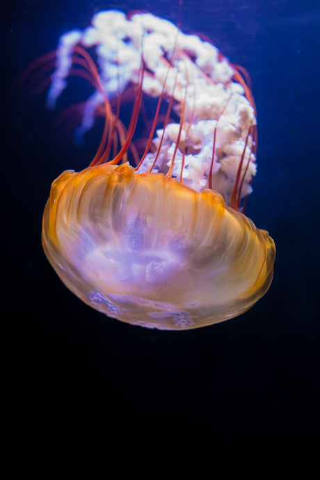 Beauty under water