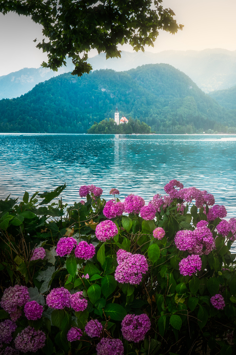 Rododendrons bij Lake Bled