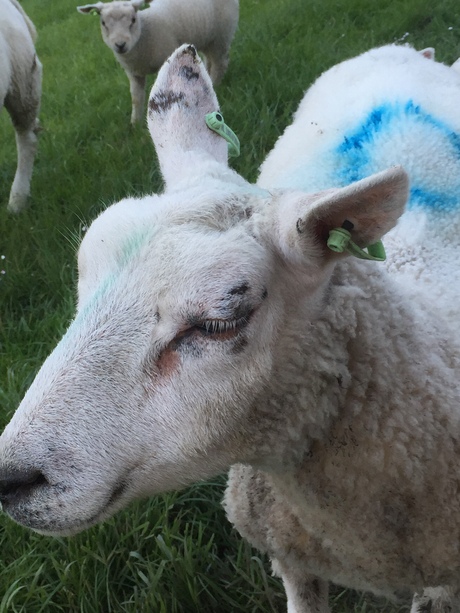 Nieuwsgierig schaap