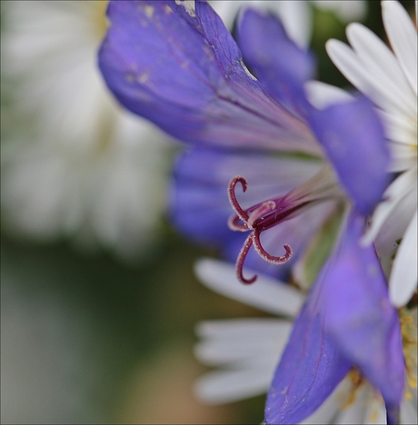 bloem.kelkje.blauw