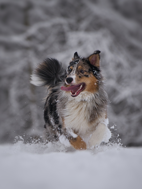 Beweging in de sneeuw