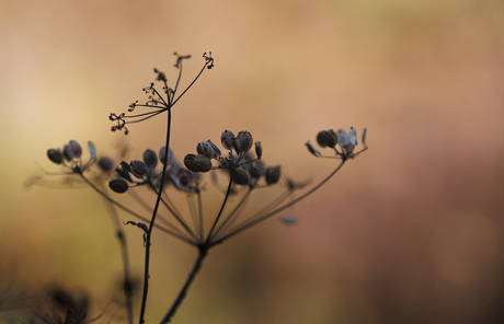 Herfst