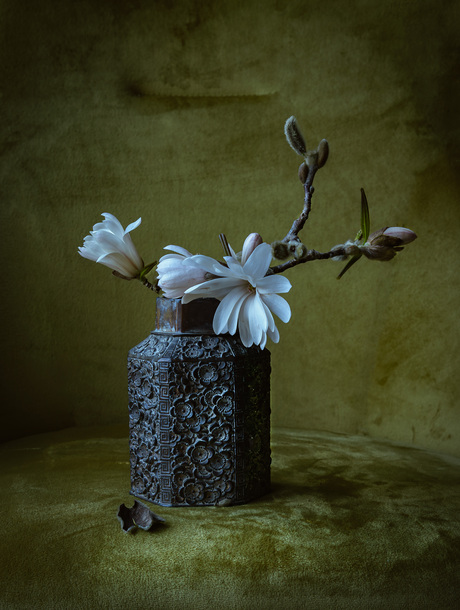 Ster Magnolia