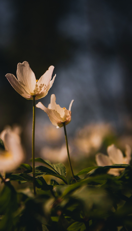 Bloemetjes 