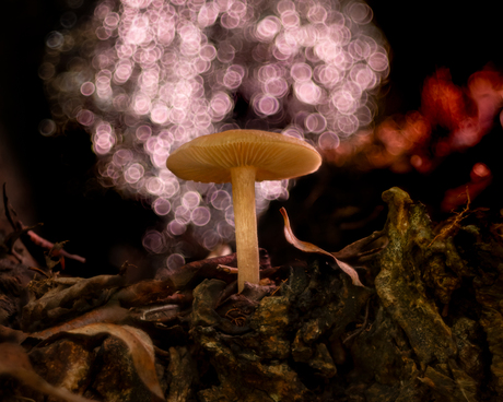 Mushroom bokehlicious