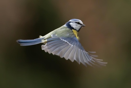 Pimpelmees in de vlucht