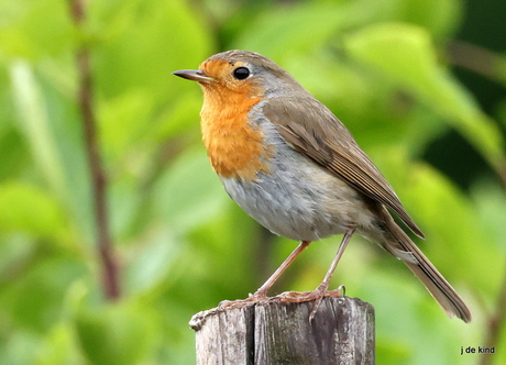 roodborst