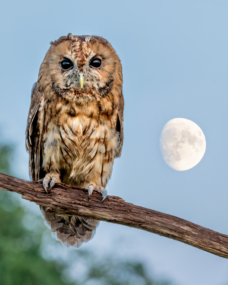 bosuil op een tak met de maan