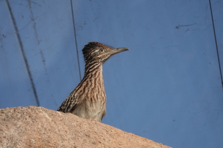 Roadrunner