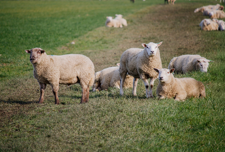 Nieuwsgierige (sch)aapjes