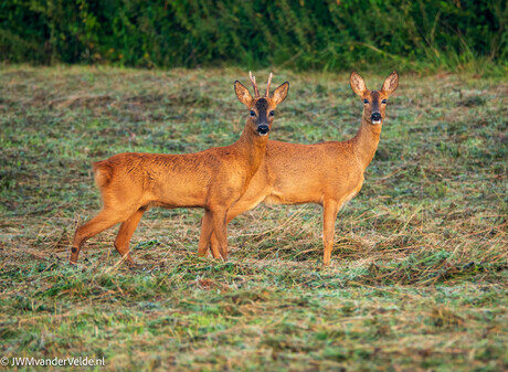 Nog een foto van de 2 reetjes