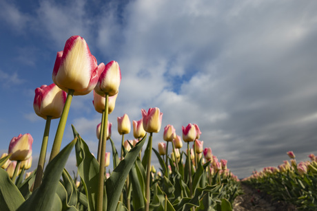 (noord) holland, bollenland