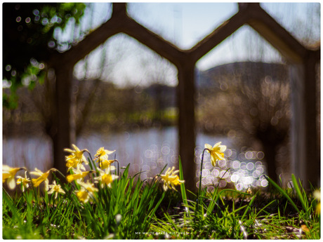 Lente in het Maximapark 