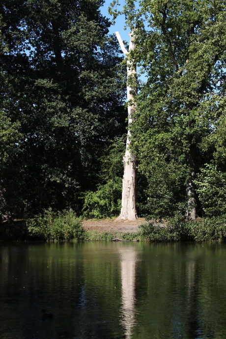 De oude boom.