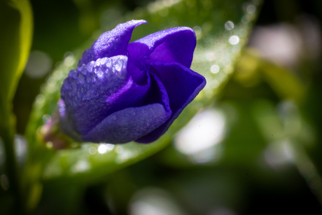 Ontluiking tot bloem van de Vinca Minor