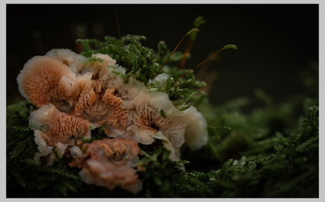 Vlokporie (Phlebia radiata)??