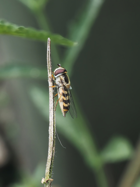 Gele halvemaanzweefvlieg 