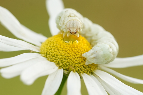 Zeldzame kamillevlinderrups