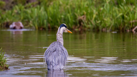 Reiger