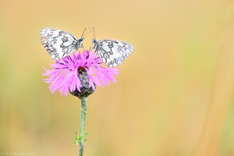 Butterfly Joy