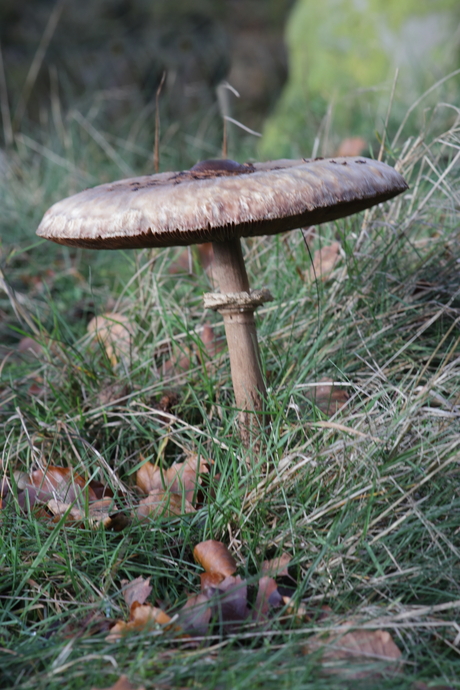 Een paddenstoel op zijn laatste beentje