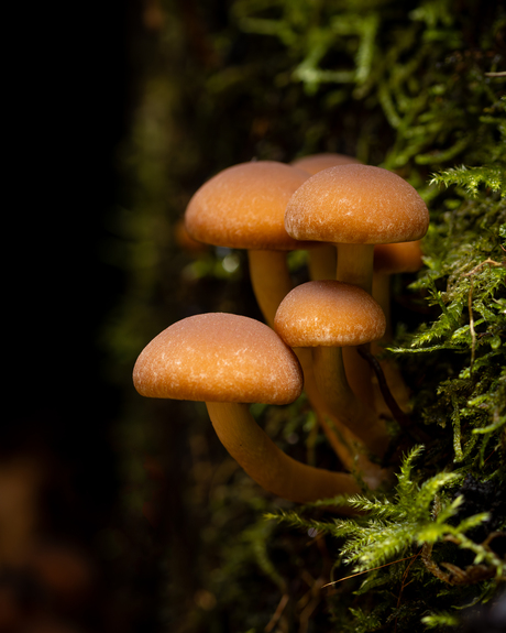 Hypholoma lateritium
