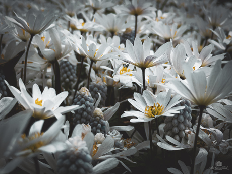 Tussen de bloemenpracht 