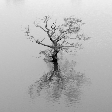 a lonely tree