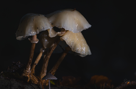 Als paddenstoelen uit de grond 