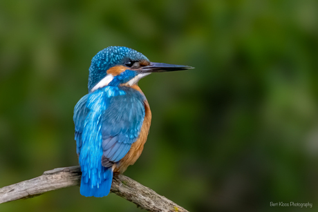 Meneer IJsvogel op uitkijk…