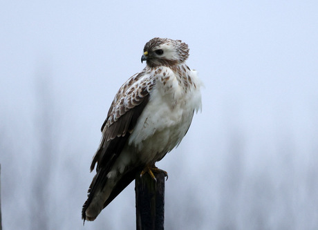 buizerd