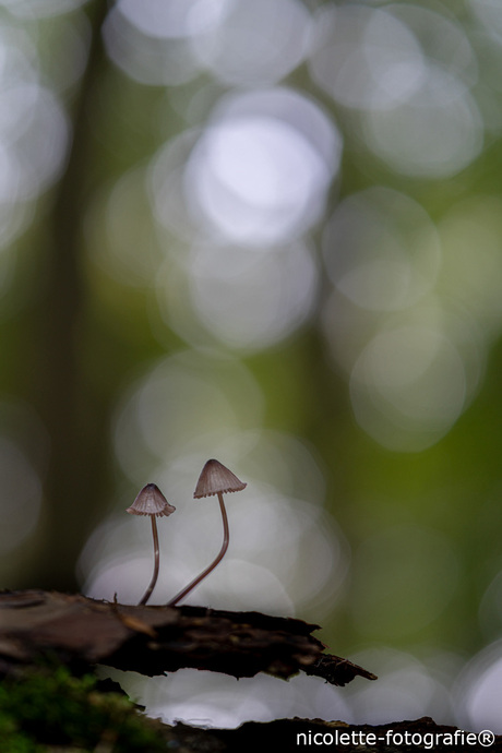 Bloedsteelmycena