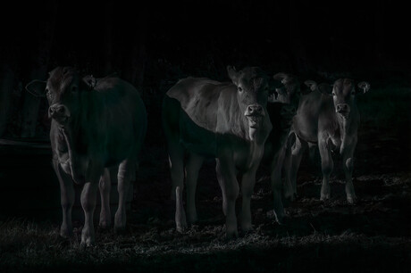 Het laatste daglicht.