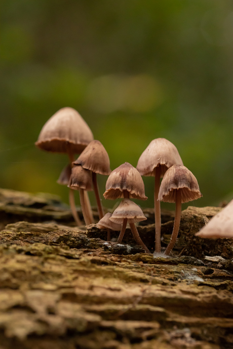 Paddenstoelen