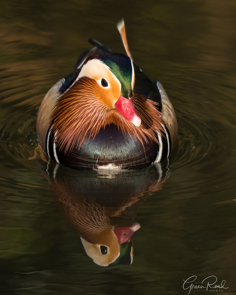 Mandarin Duck