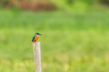 Ijsvogel